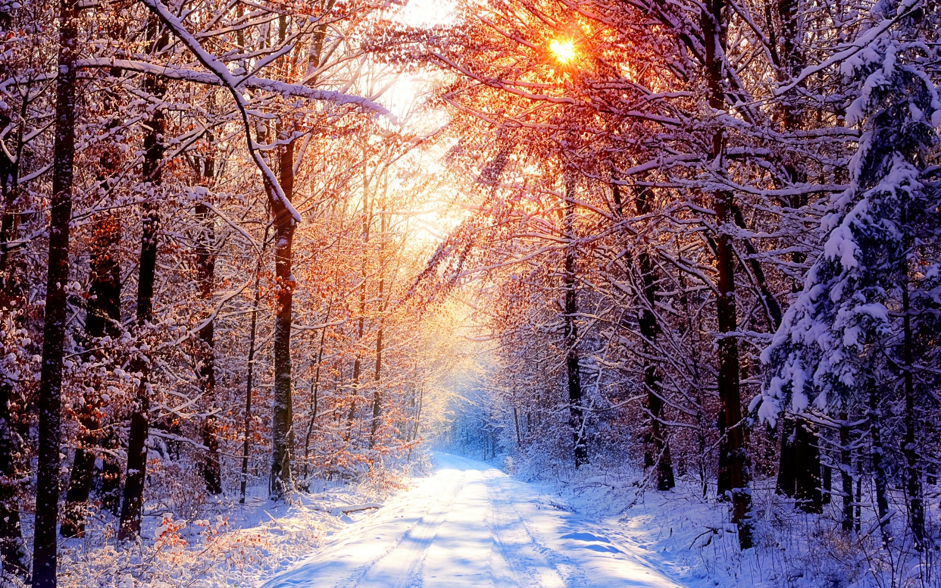 forêt neige matin arbres hiver