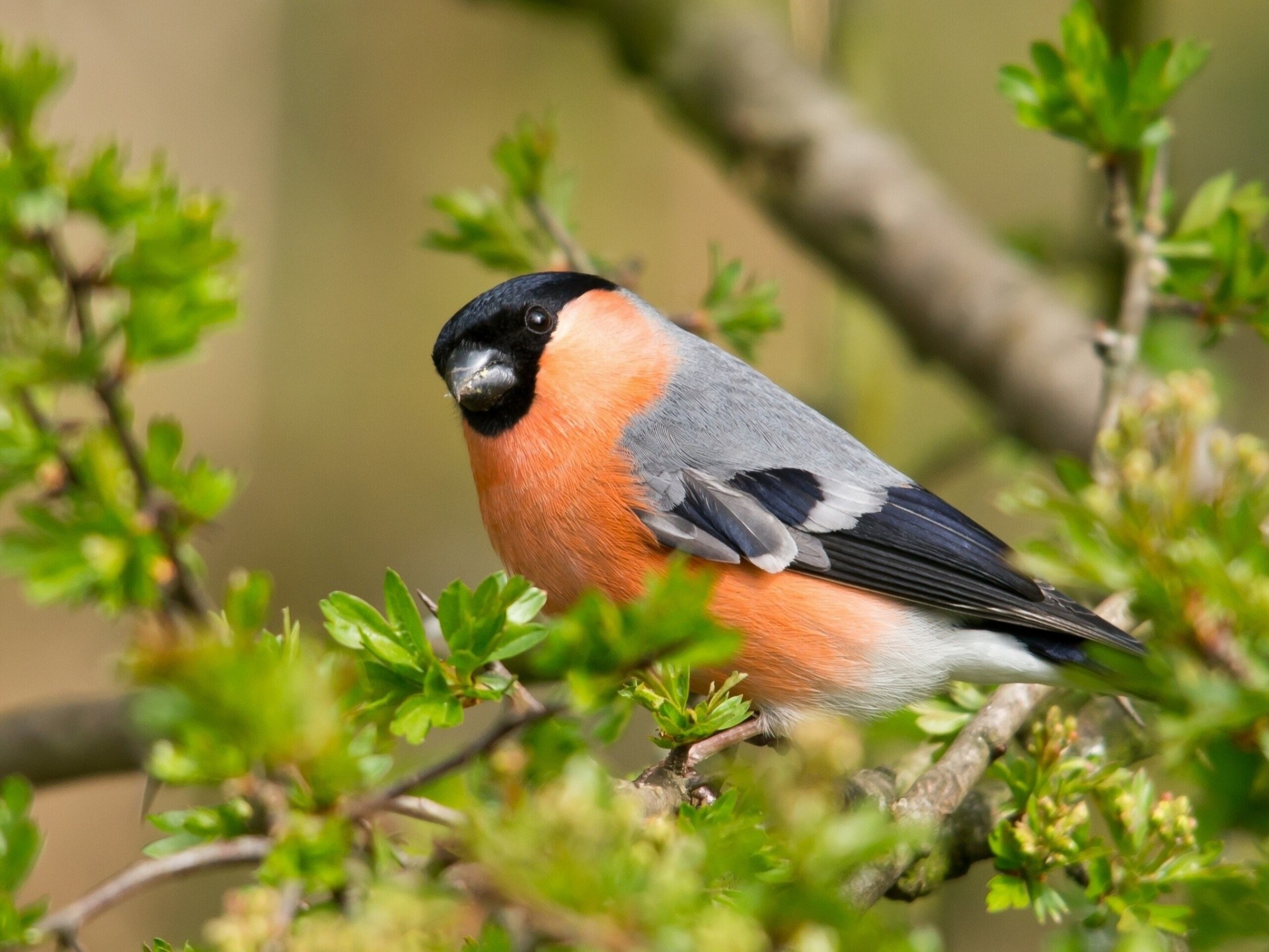 birds branches bullfinch