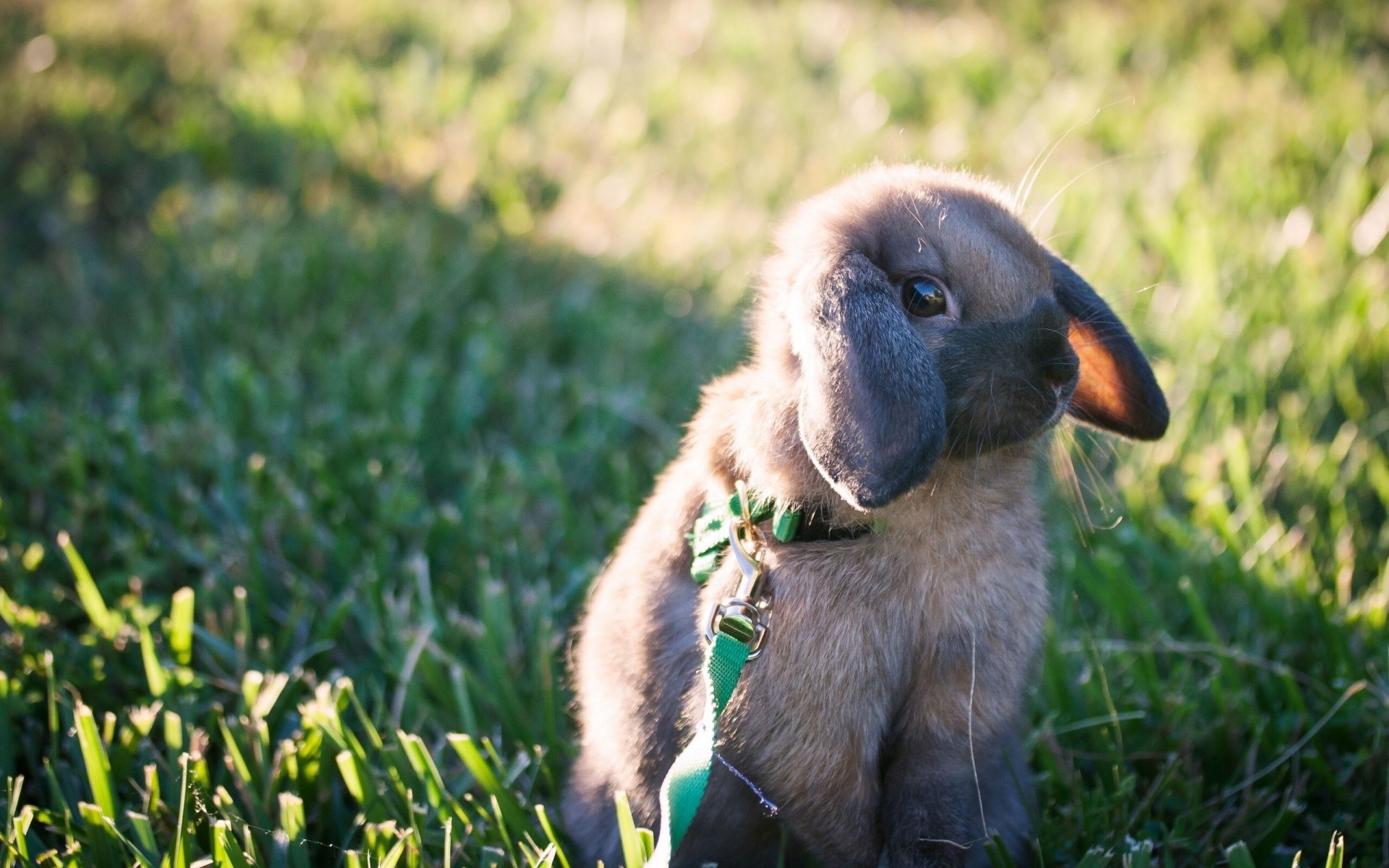 leine kaninchen hase spaziergang