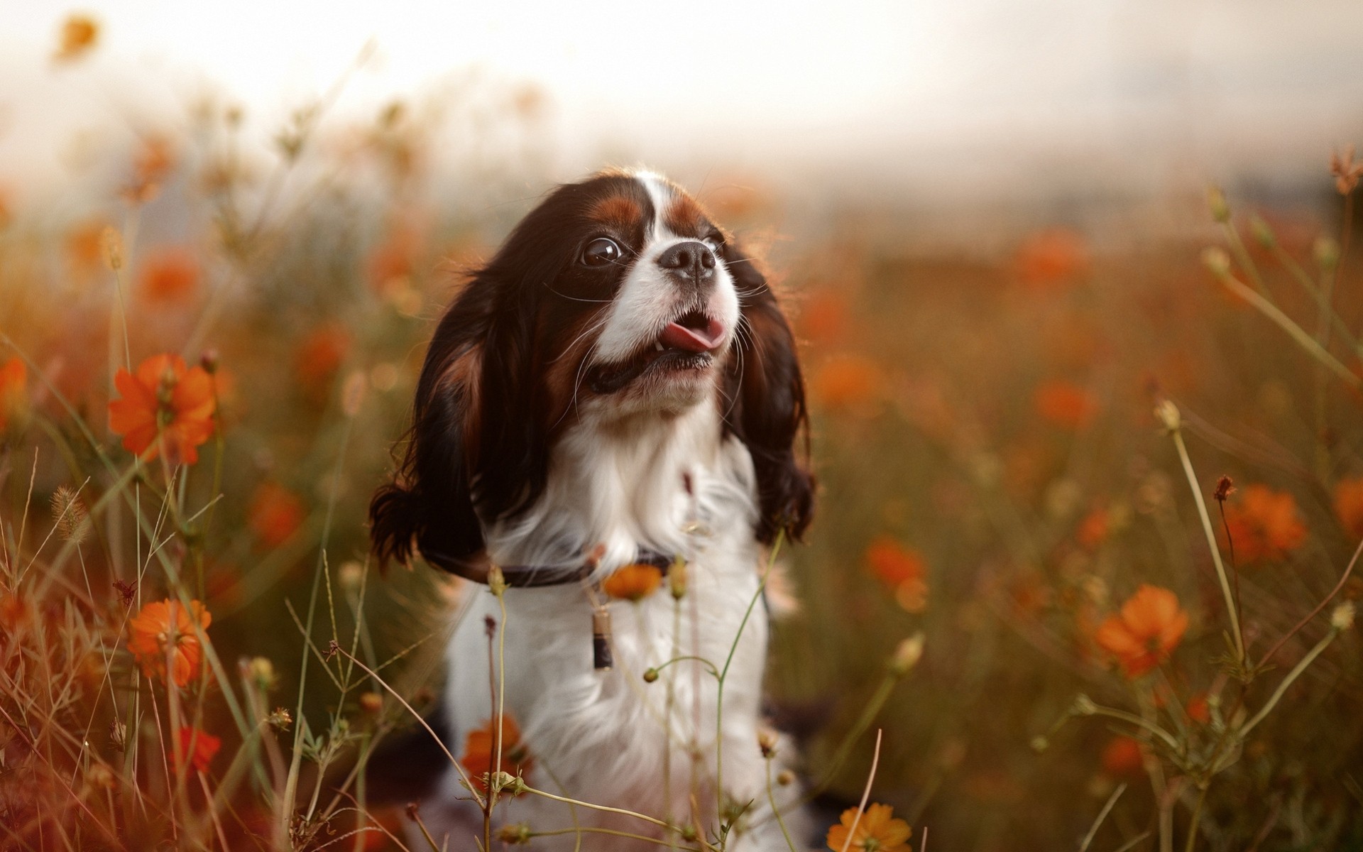 hund stimmung natur