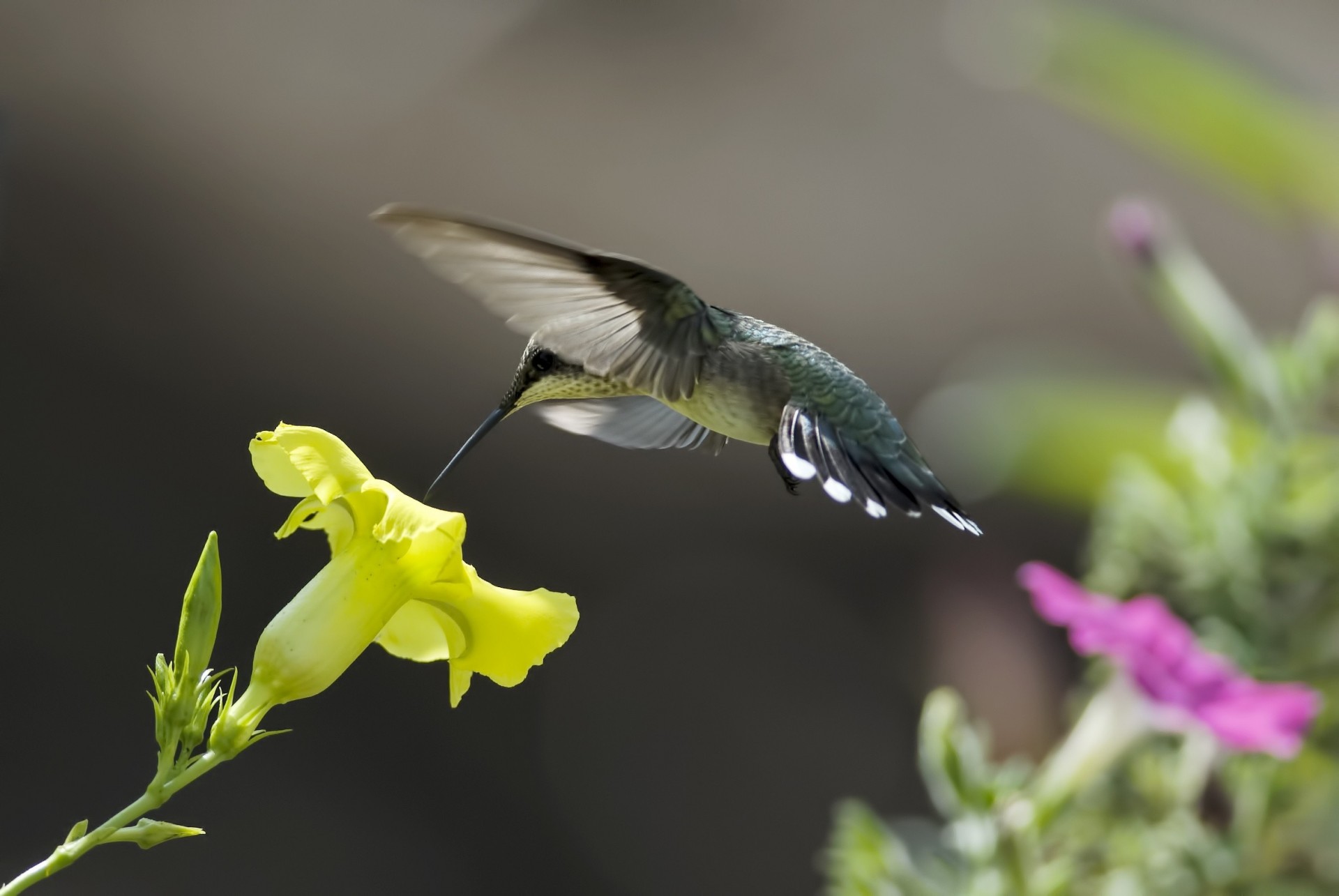 ptaki kwiaty kolibry