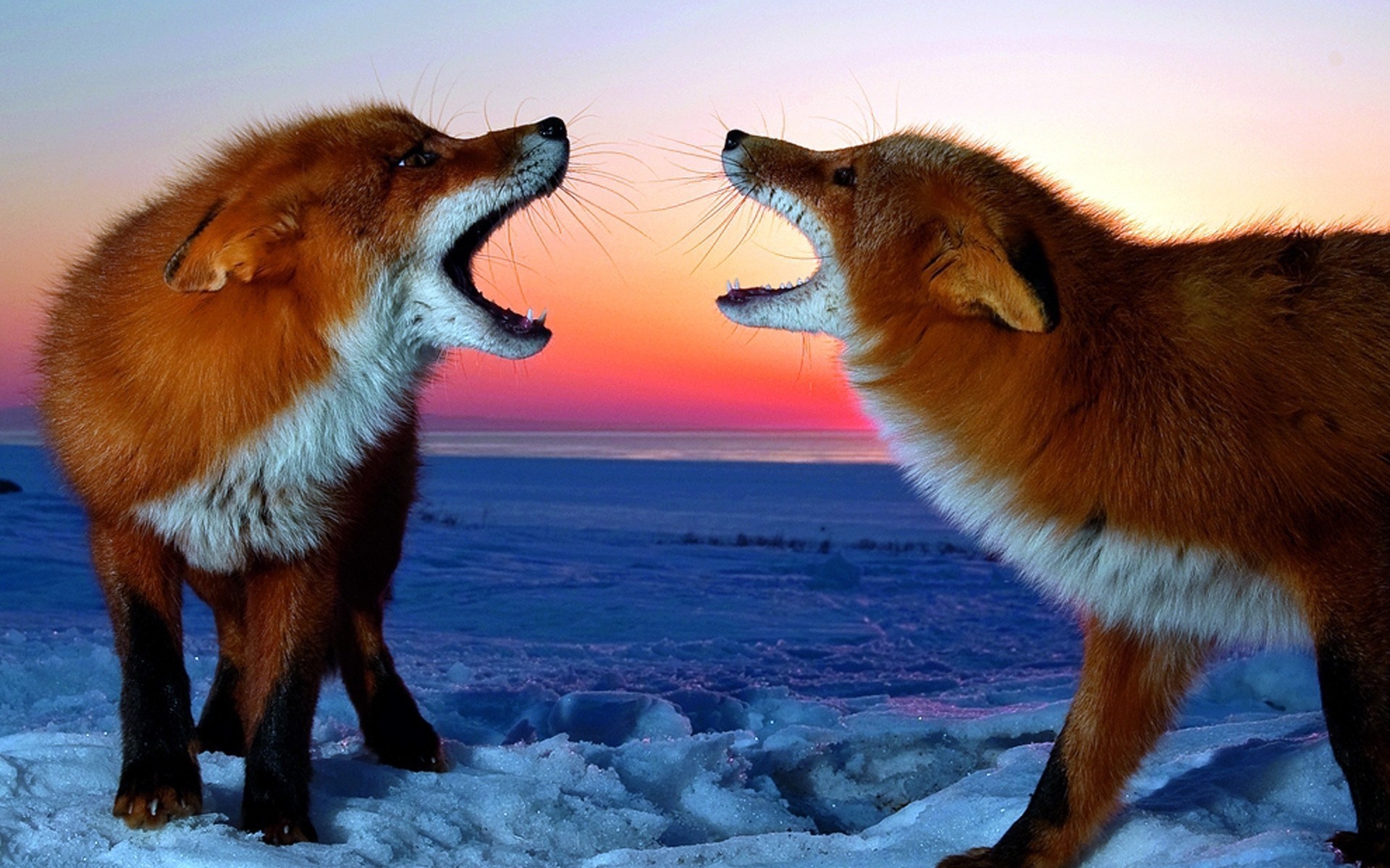 fox snow winter the pair red