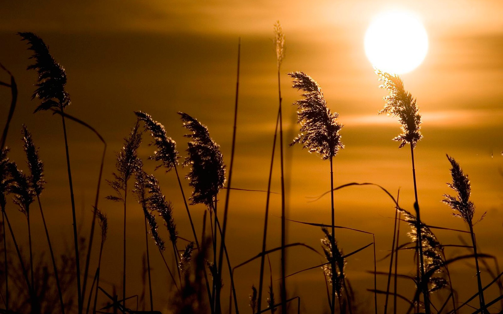 coucher de soleil soleil roseau herbe