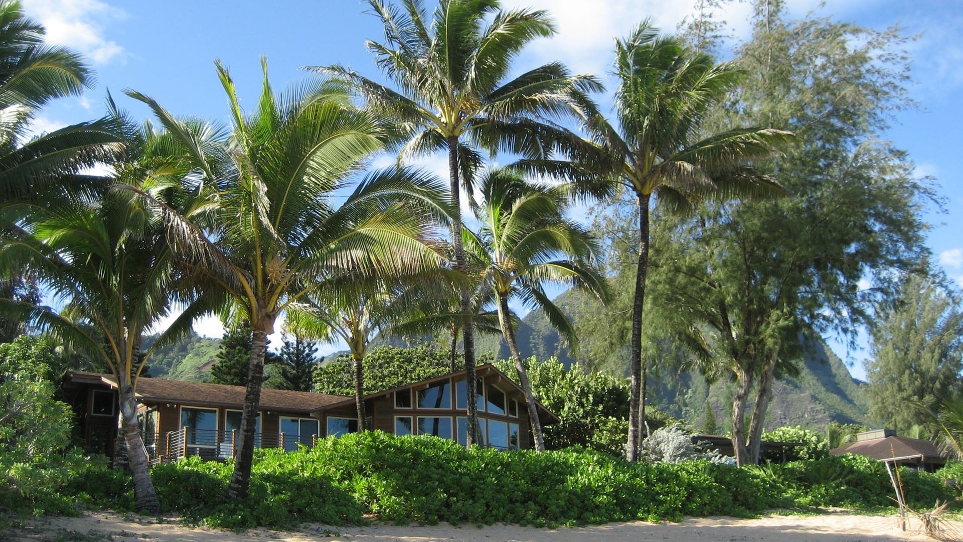 palmeras casa playa verano