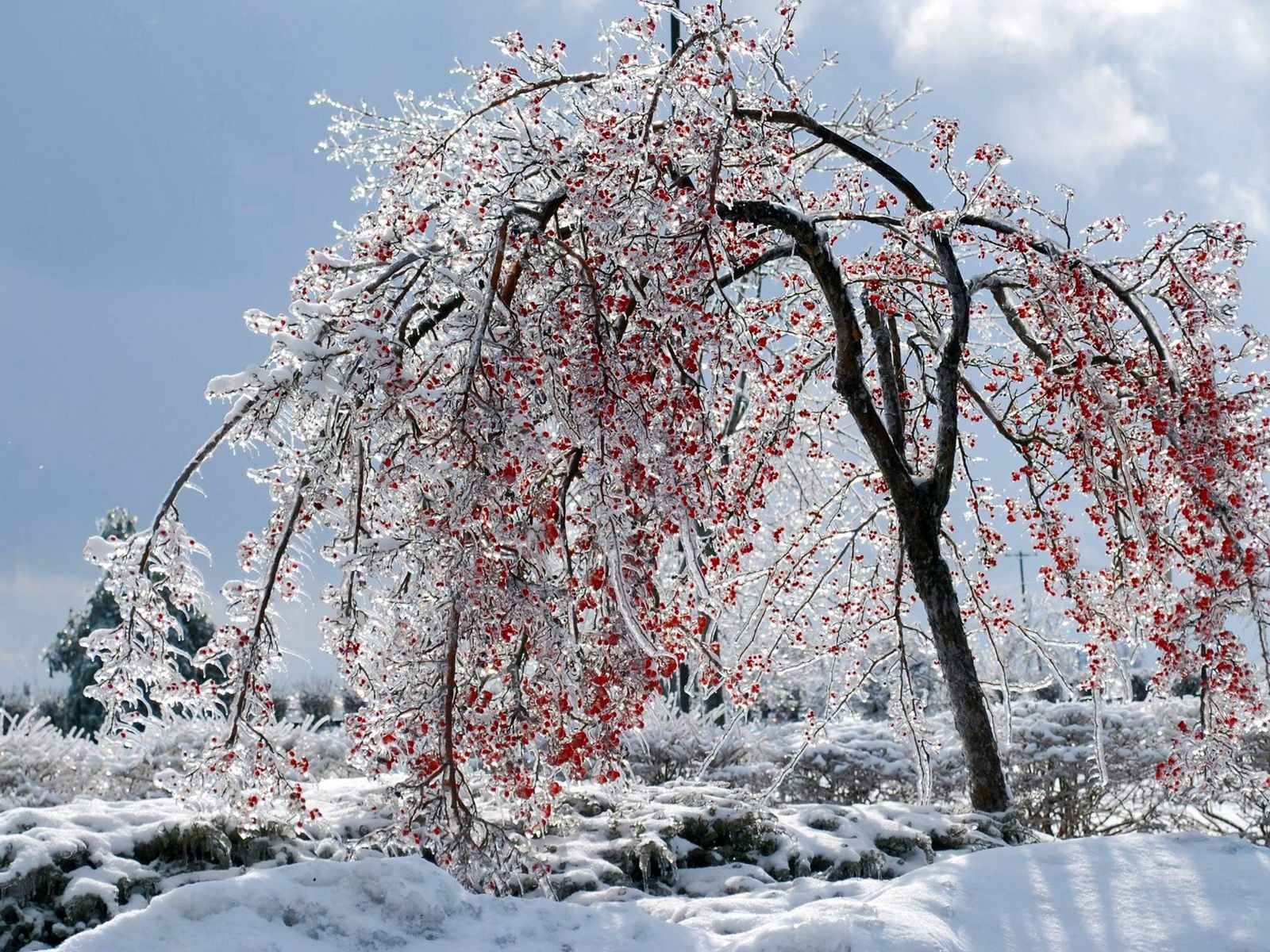 arbre baies glace hiver