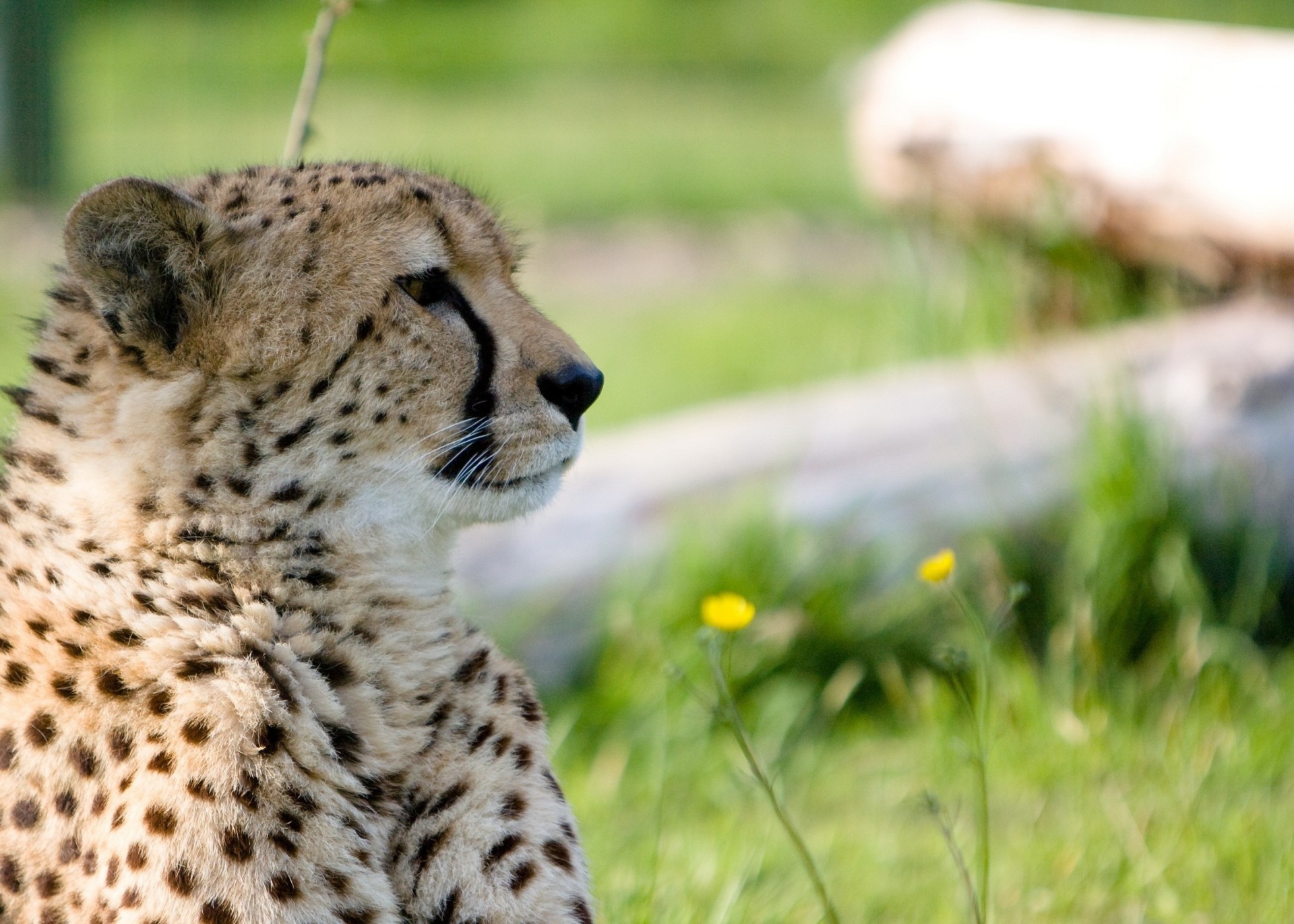 profilo gatto selvatico ghepardo denti