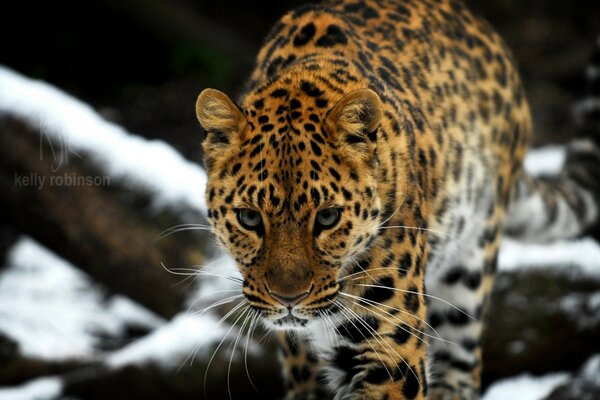 Leopardo dell Amur bel gatto selvatico