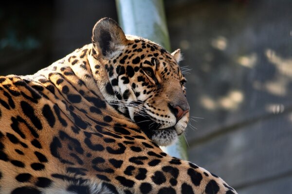 The jaguar lies like a wild cat