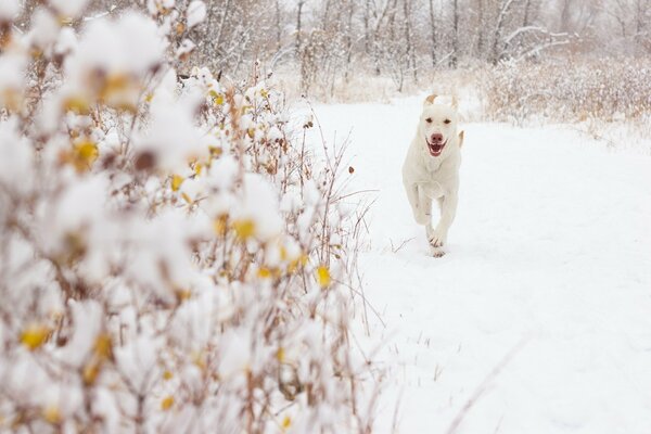 Weißer Hund läuft durch den Schnee