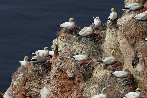 Mouettes dans les nids sur les rochers