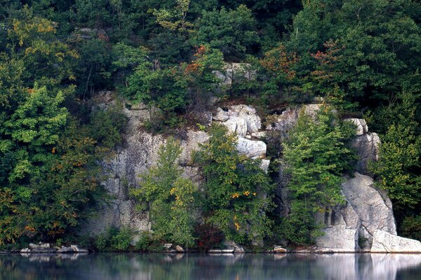 Juicy greenery growing on the rocks