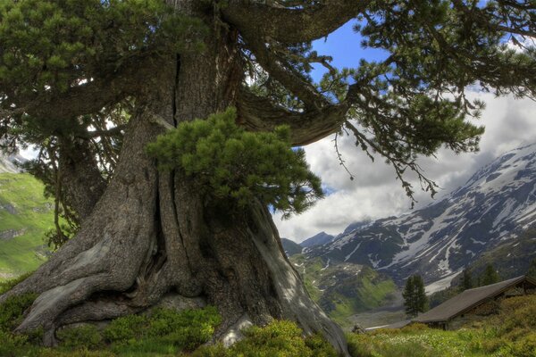 Starożytne drzewo na tle gór i chmur