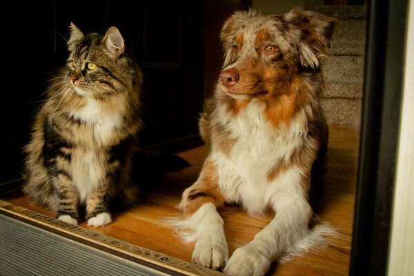 Ein Hund kann ein Freund einer Katze sein