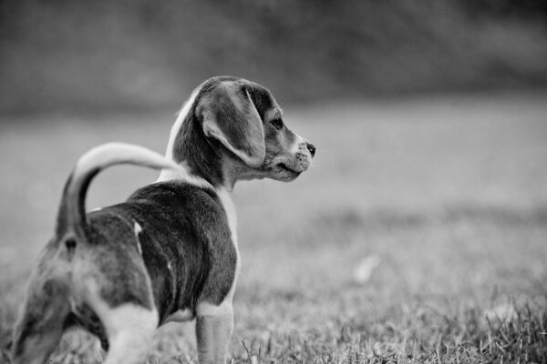 Chiot sur une promenade. Fond noir et blanc