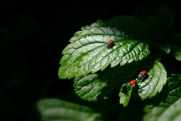 Marienkäfer auf dem Zen-Blatt