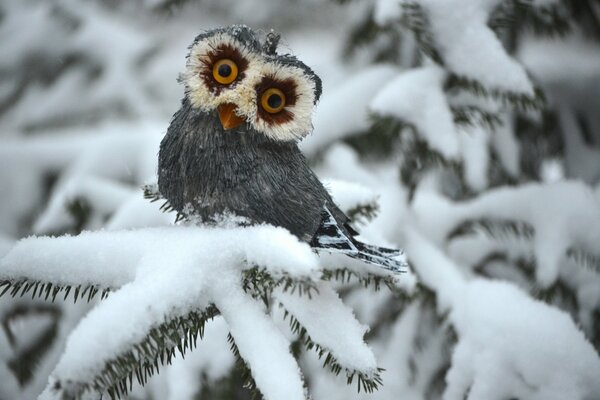 An owl with big eyes on a branch of a fir tree