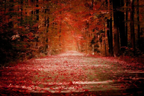 Allee mit herbstlichen Laubblättern