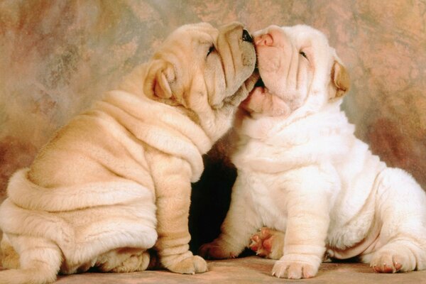 Fraternal idyll of sharpei puppies