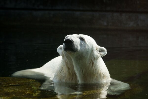 Orso polare procedure introduttive