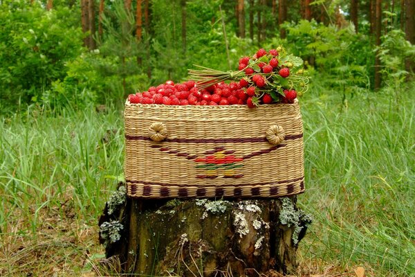 Sur la souche, un grand panier plein de fraises