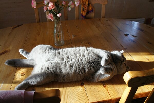 Entspannte Katze auf dem Tisch