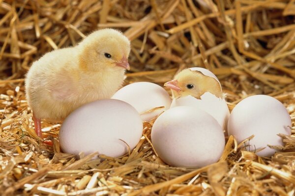 Two chickens sitting in the hay