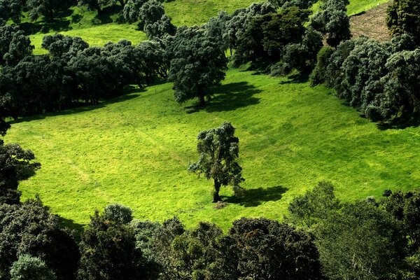 Grünes Feld mit Bäumen Draufsicht