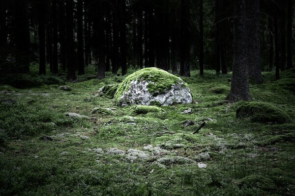 Piedra en el bosque. Musgo. Naturaleza