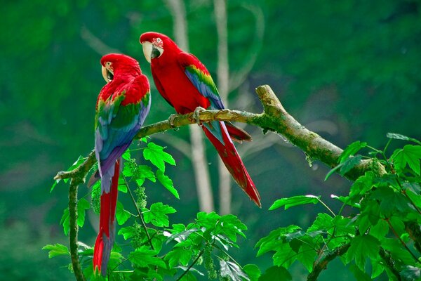 Two cockatoo parrots are sitting on a branch in the forest