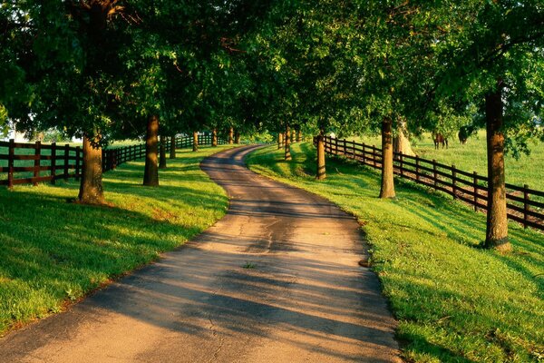 Il sole estivo splende tra gli alberi