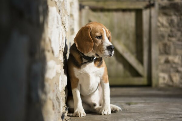 Beagle solitaire-chien ami de l homme