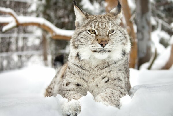 Lince en el bosque de invierno