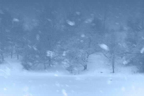 Schneesturm im Winterwald