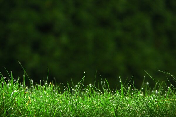 Juicy grass with raindrops