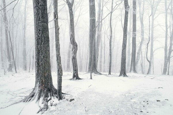 Bosque de invierno. Árboles en la nieve