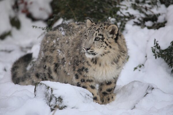 Gato salvaje sentado en la nieve leopardo