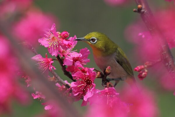 Ein Kolibri auf einem Ast sammelt Nektar von einer Blume