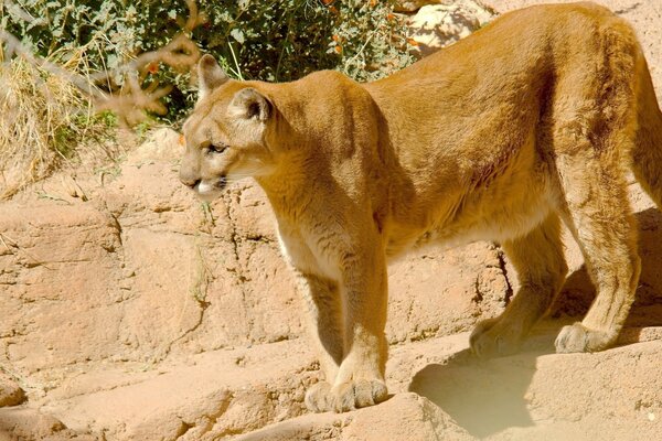 Cougar in all its wildcat glory