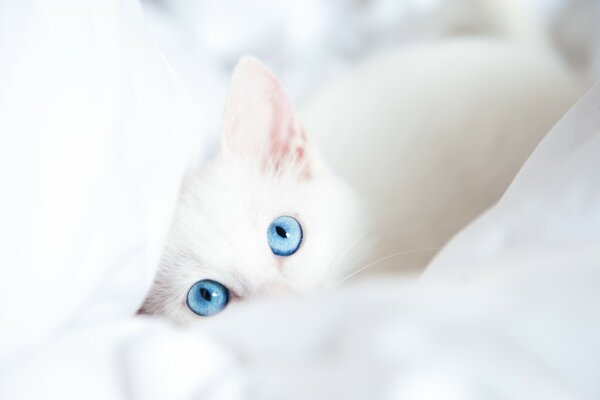 A white cat is lying on a white sheet with blue eyes