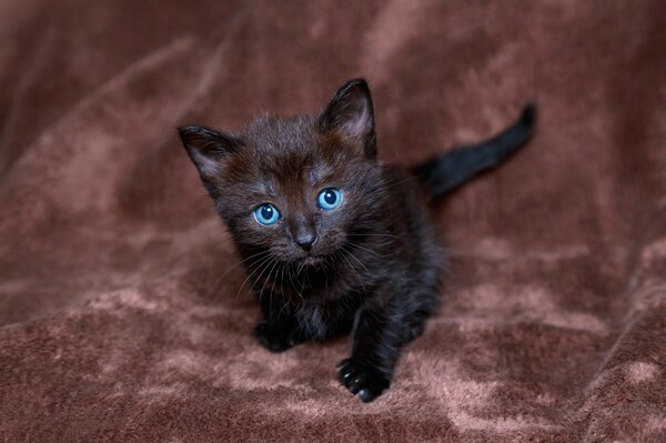 Gattino dagli occhi azzurri di colore Nero