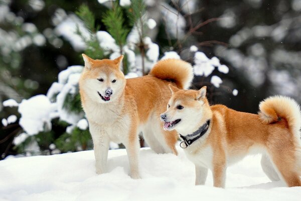 Śliczne psy Akita Inu na śniegu