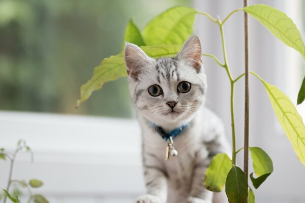 British shorthair cat with a flower