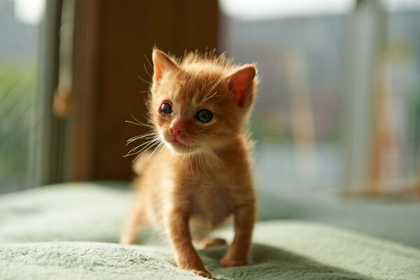 Petit chaton Rousse dans la chambre