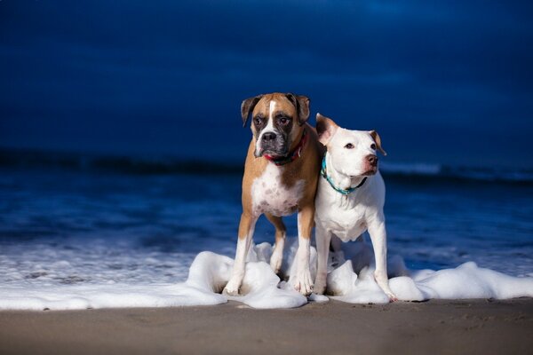 Two dogs on the background of the sea