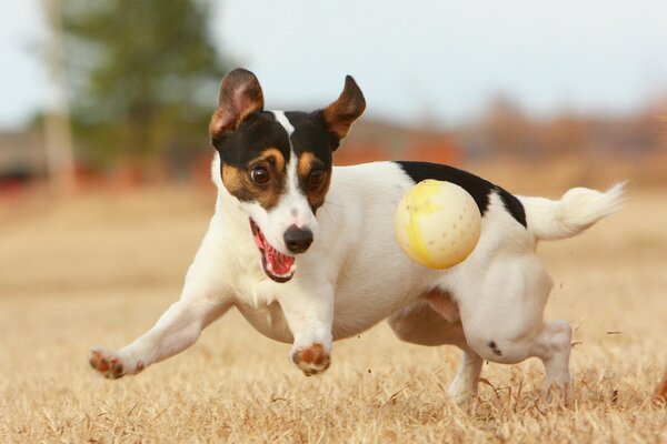 Lindo perrito monta una pelota