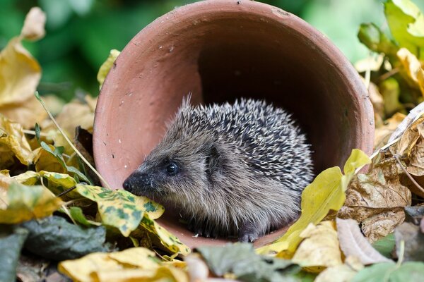 Igel in einem Tonkrug unter Herbstlaub