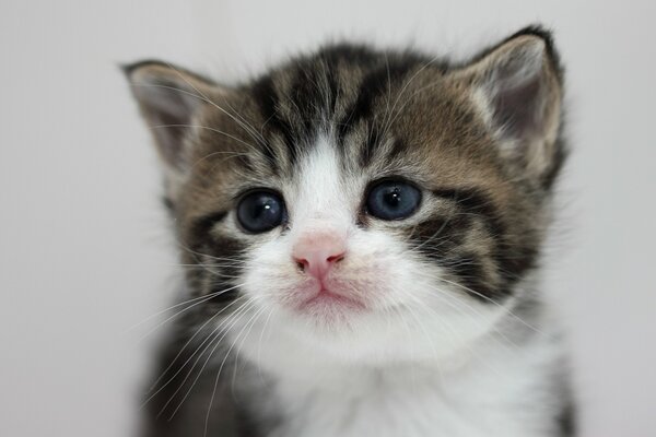 Kitten cute baby portrait