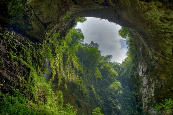 Schlucht. Die Pflanzen. Die Natur. Bildschirmschoner auf dem Desktop