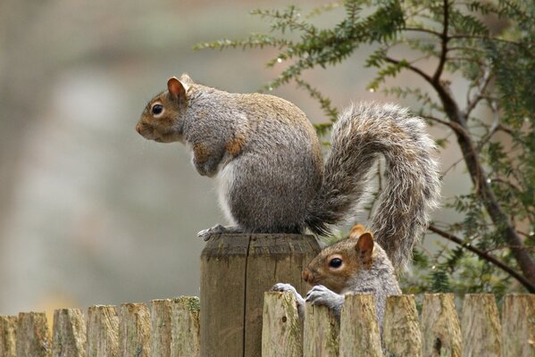 Zwei Eichhörnchen sitzen auf einem Zaun