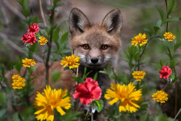 Fuchs in der Wildnis auf einem Hintergrund von Blumen